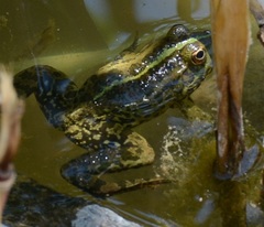 Pelophylax