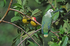 Ptilinopus dupetithouarsii