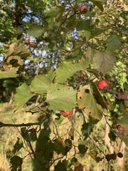 Crataegus pruinosa