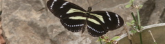 Heliconius peruvianus