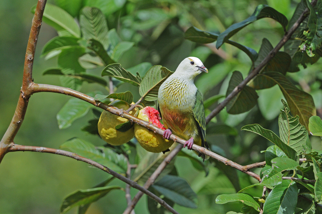 White-capped Fruit-Dove photo