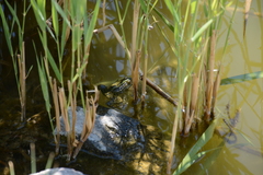 Pelophylax