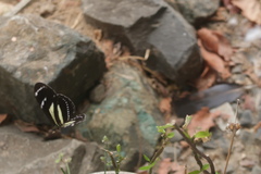 Heliconius peruvianus