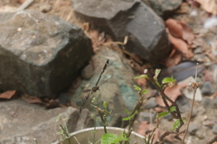 Heliconius peruvianus