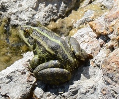 Pelophylax