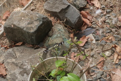 Heliconius peruvianus
