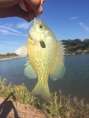 Lepomis auritus × macrochirus