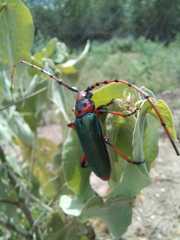 Stenaspis verticalis insignis