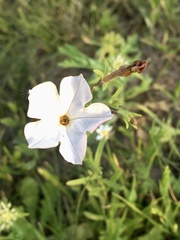 Calibrachoa pygmaea