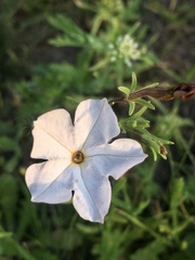 Calibrachoa pygmaea
