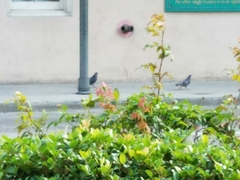 Columba livia domestica