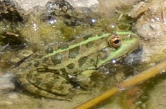 Pelophylax
