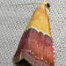 Eublemma anachoresis - Photo (c) Ricky Taylor, alguns direitos reservados (CC BY-NC), uploaded by Ricky Taylor
