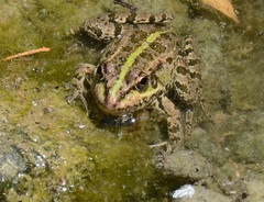 Pelophylax ridibundus