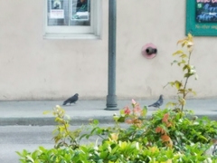 Columba livia domestica