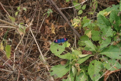 Heliconius erato cyrbia