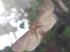 Hypsopygia glaucinalis