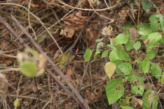 Heliconius erato cyrbia