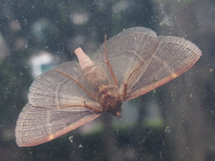 Hypsopygia glaucinalis