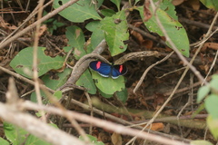 Heliconius erato cyrbia