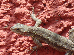 Sceloporus grammicus