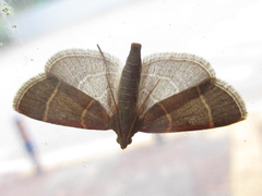 Hypsopygia glaucinalis