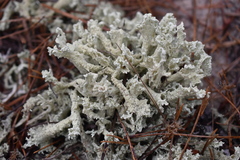 Cladonia boryi