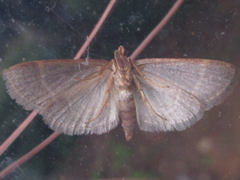 Hypsopygia glaucinalis
