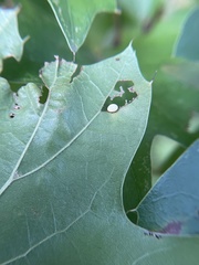 Zopheroteras hubbardi