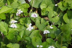 Viola