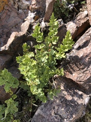 Myriopteris wrightii