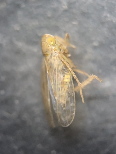 Beet Leafhopper photo 3