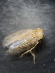 Neoaliturus tenellus