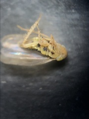 Neoaliturus tenellus