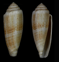 Conus austroviola