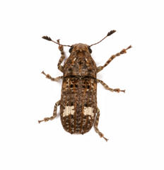 Phloeobiopsis plagifera