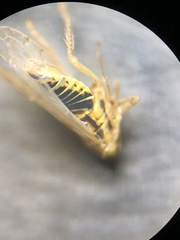 Neoaliturus tenellus