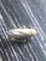 Neoaliturus tenellus