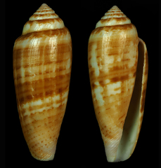 Conus austroviola