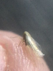 Neoaliturus tenellus