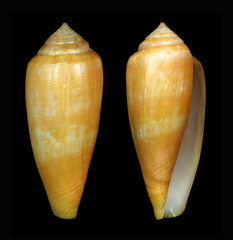 Conus austroviola