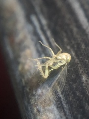 Neoaliturus tenellus