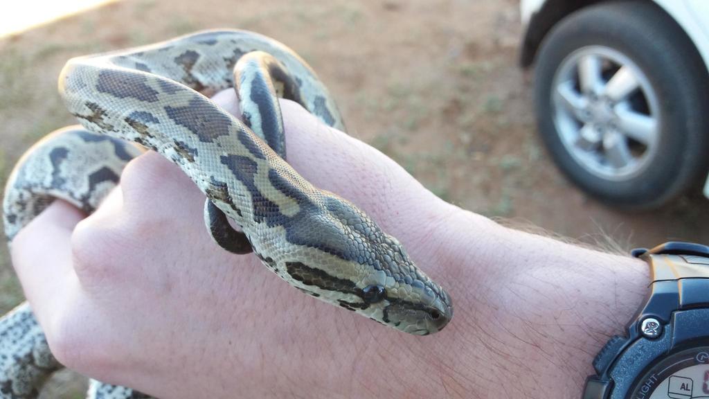 African Python Rearing Up Southern African Python from Nielas house on July 23, 2016 by Joubert ...