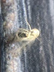 Neoaliturus tenellus