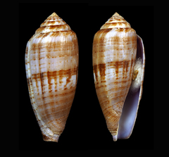 Conus austroviola
