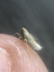 Neoaliturus tenellus