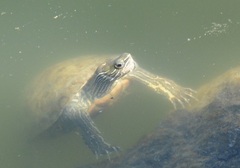 Mauremys rivulata