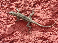 Sceloporus grammicus