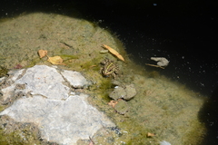 Pelophylax ridibundus