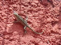 Sceloporus grammicus
